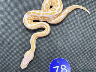 Python Snake reptiles - Advert 13