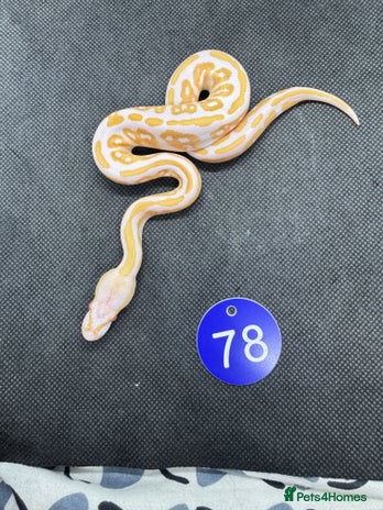 Python Snake reptiles - Advert 19