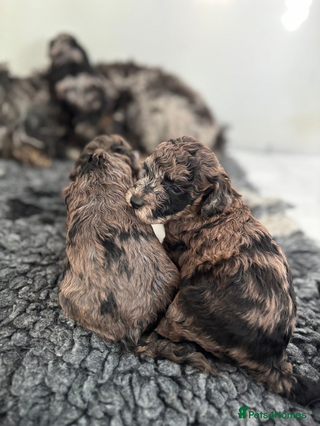 Miniature Poodle dogs for sale: Beautiful health tested miniature poodles  - Advert 17