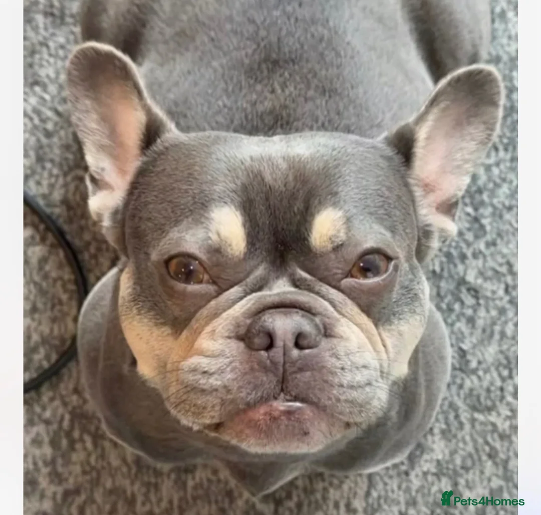 French Bulldog dogs for sale: One Beautiful French BullDog - Advert 1
