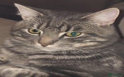 Domestic Shorthair cats for sale: 2 Beautiful Males (selling due2my partners illness - Image 13