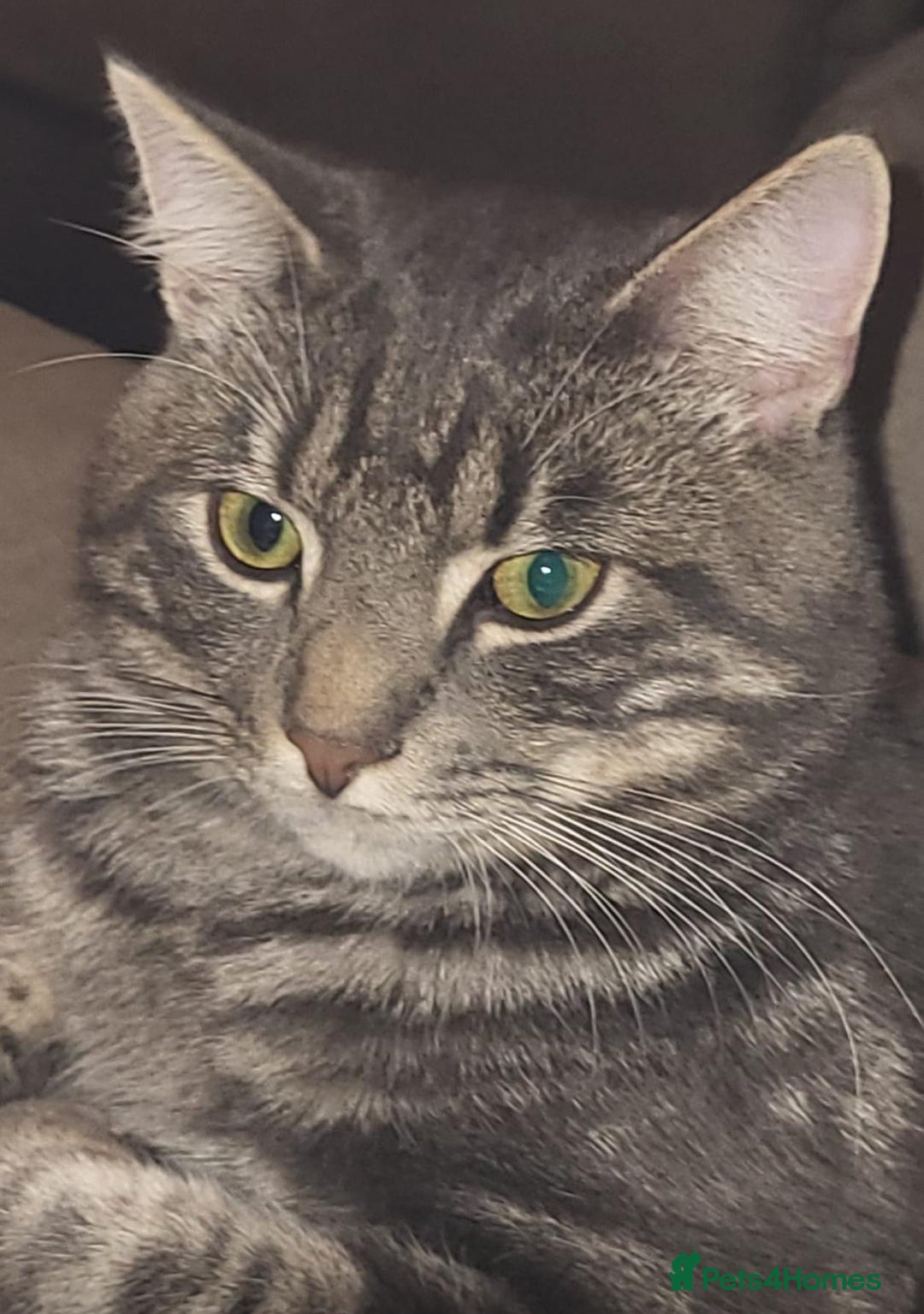 Domestic Shorthair cats for sale: 2 Beautiful Males (selling due2my partners illness - Image 13