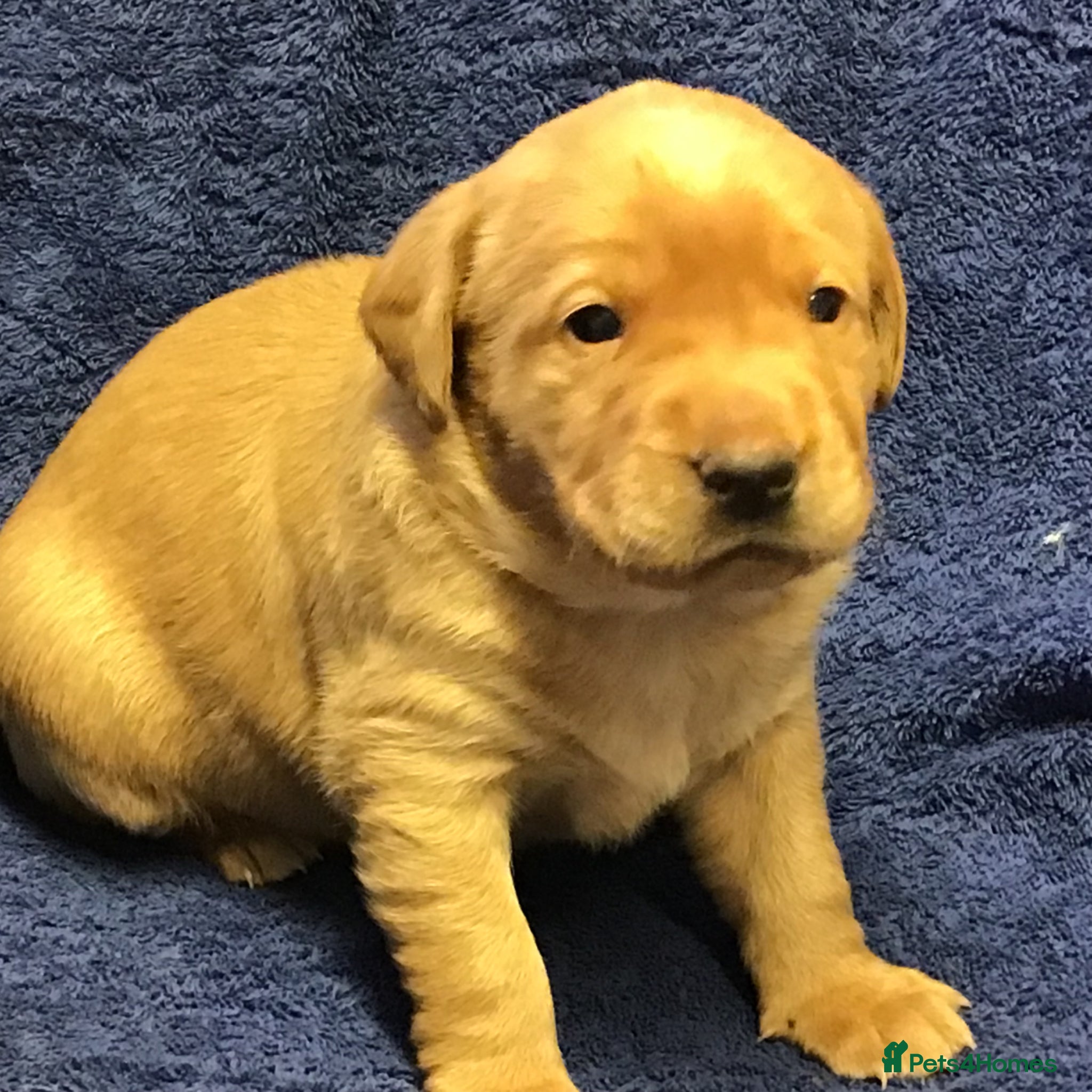 Labrador Retriever dogs Working Labrador Puppies - Advert 1