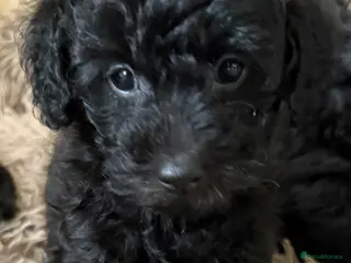 Jackapoo dogs Mini Poodle F1b Jackapoo Puppies – PRA Clear - Advert 13