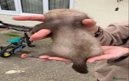 Ferret rodents for sale: Ferret kits and adults of va ages read descr  - Image 3