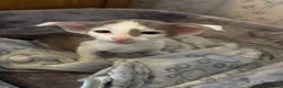 Oriental cats for sale: ✨Gorgeous Oriental Shorthair Kittens  - Advert 2