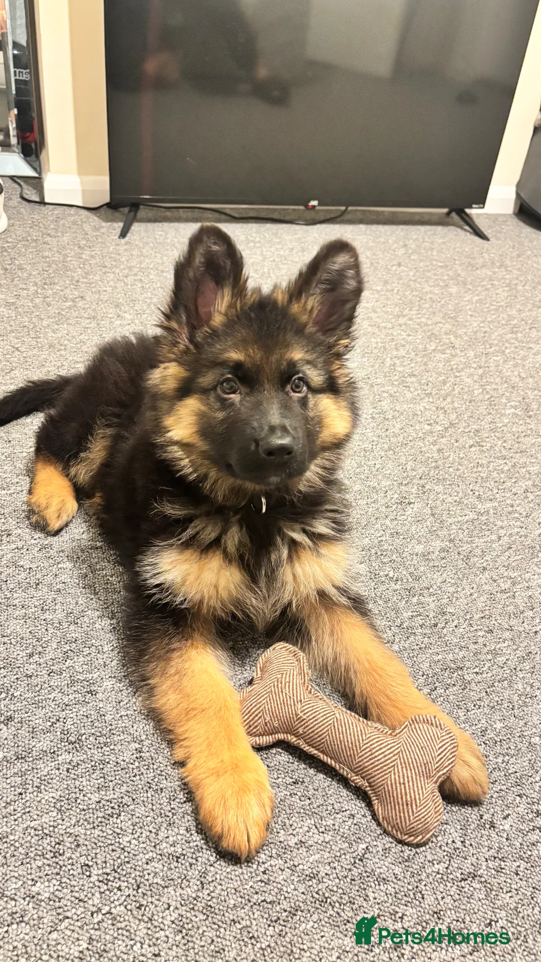 German Shepherd dogs for sale: Male German shepherd puppy for sale  - Advert 1