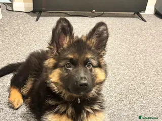 German Shepherd dogs Male German shepherd puppy for sale - Advert 3