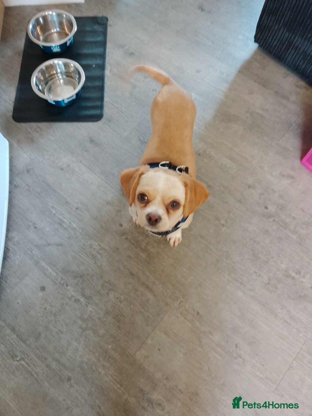 Mixed Breed dogs for adoption: Cassie - Image 3