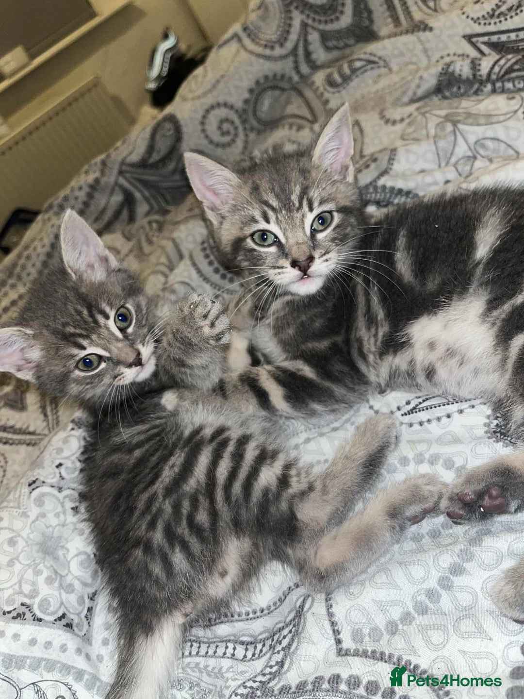 Domestic Shorthair cats for sale: Beautiful boys for sale  - Image 12
