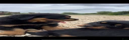 Rottweiler dogs for sale: Stunning German Rottweiler puppies - Advert 14