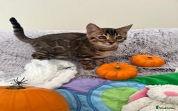 Bengal cats for sale: OUTSTANDING TICA reg BENGAL KITTENS - Image 16