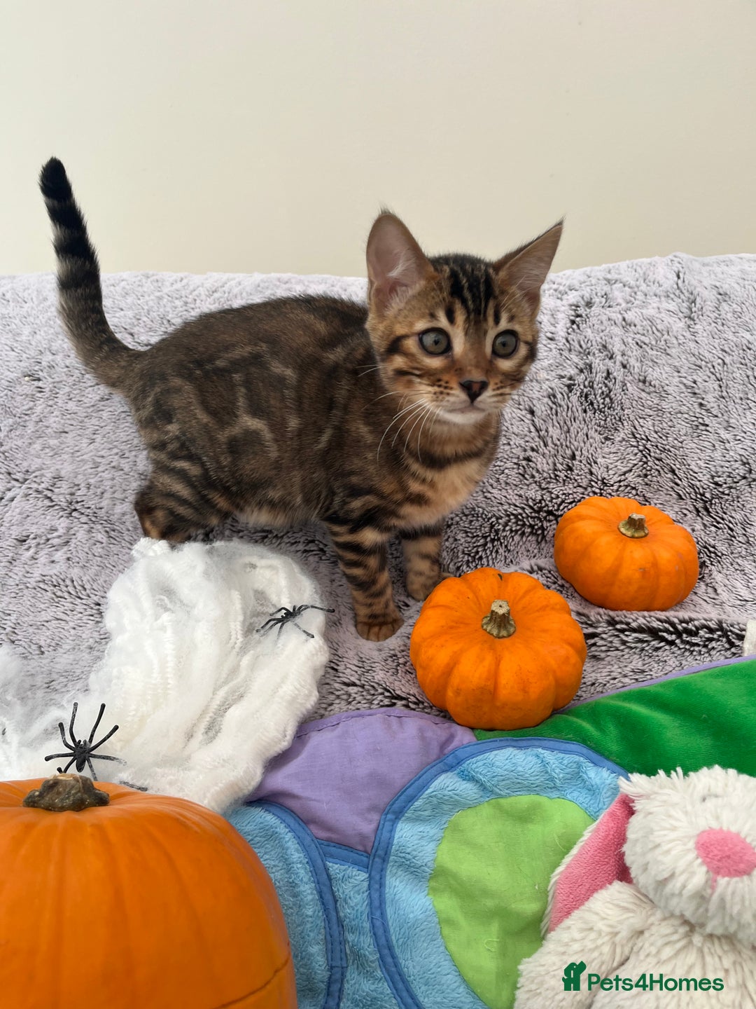 Bengal cats for sale: OUTSTANDING TICA reg BENGAL KITTENS - Image 16