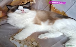 Ragdoll cats for sale: Exceptional bloodlines Ragdolls 💞💞 - Image 23