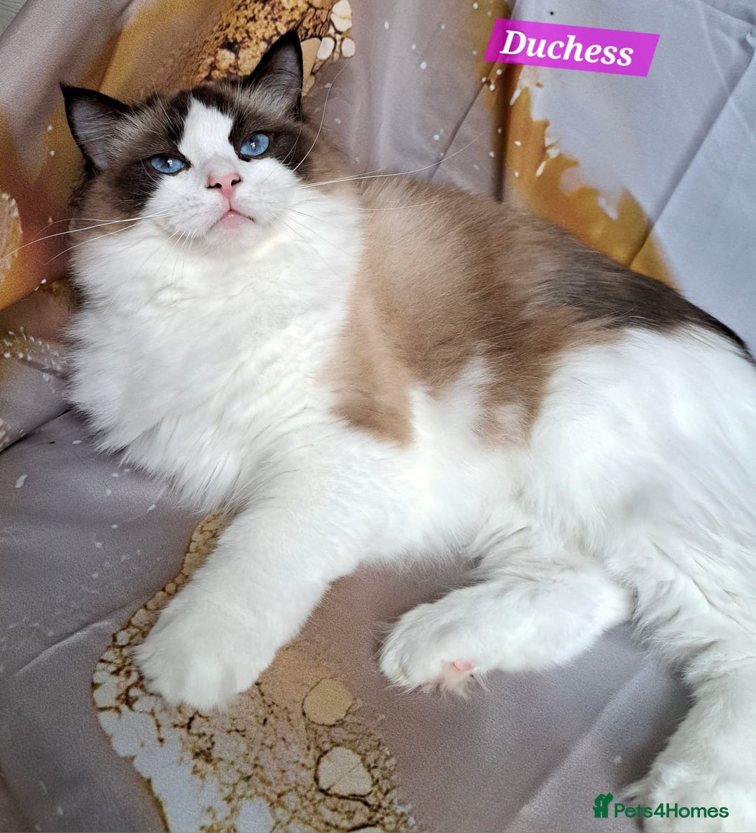 Ragdoll cats for sale: Exceptional bloodlines Ragdolls 💞💞 - Image 23