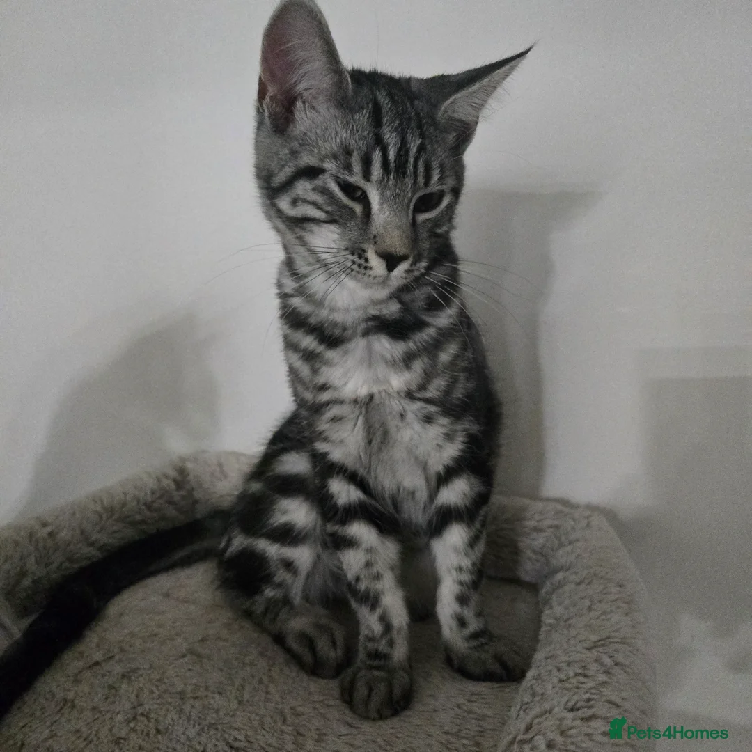 Maine Coon cats for sale: Maine coon x - Advert 7