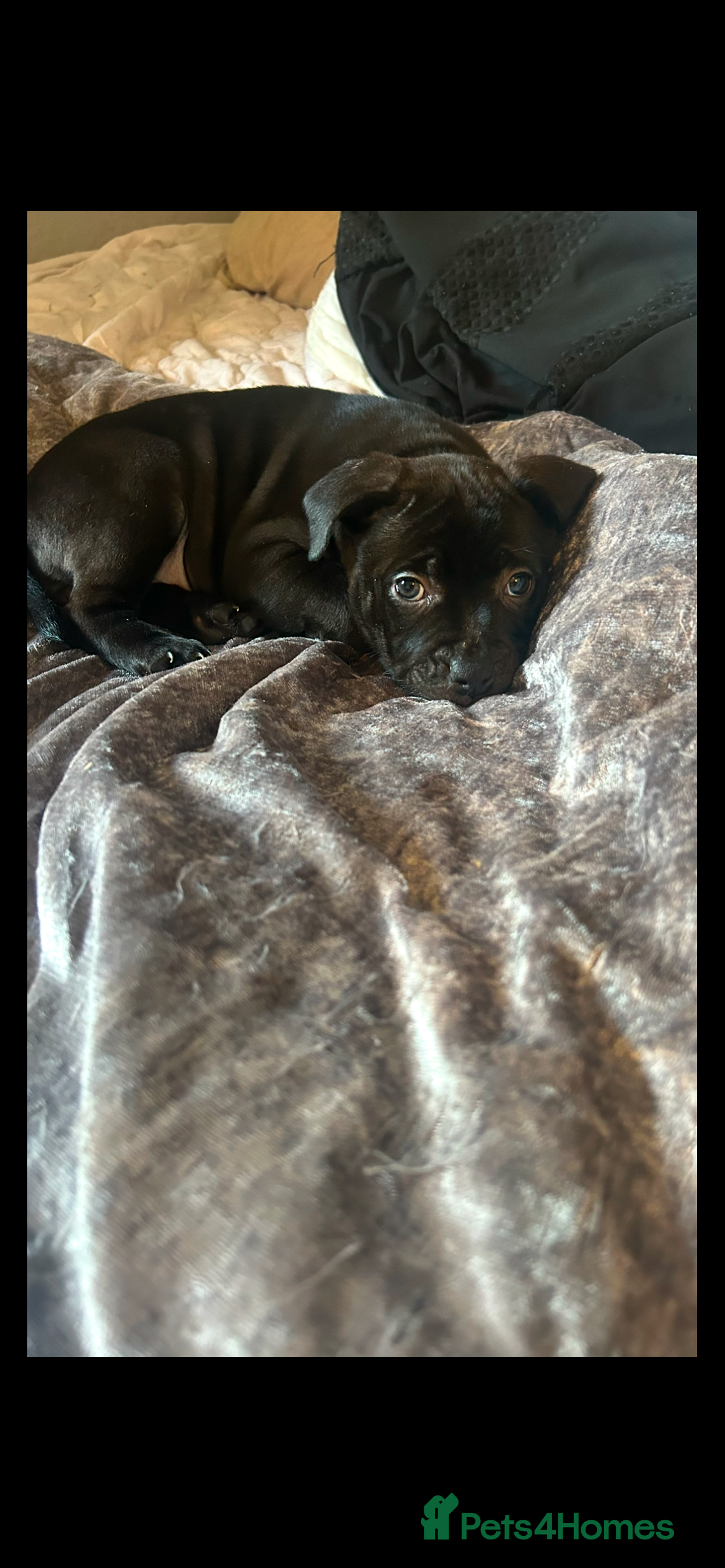 Staffordshire Bull Terrier dogs Black staffy girls  - Advert 11