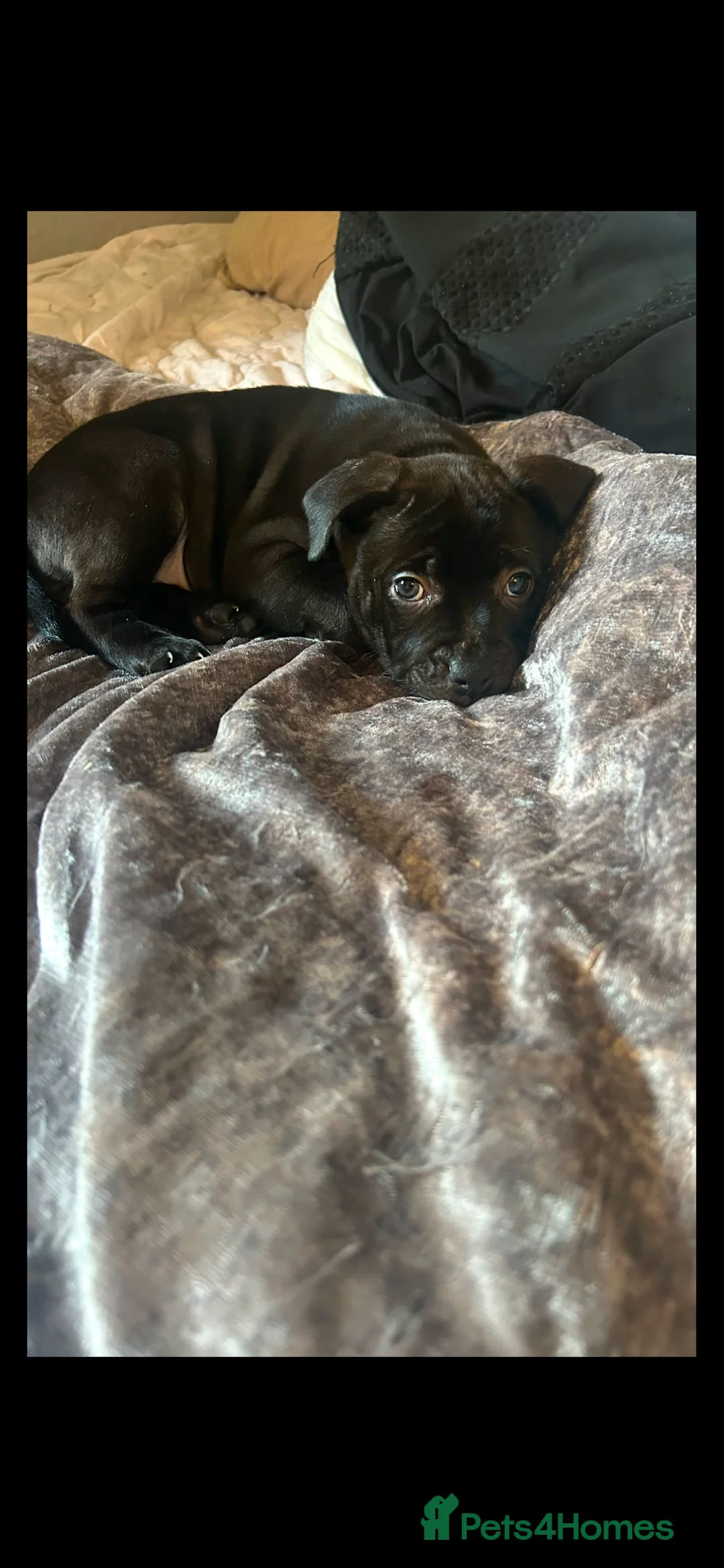 Staffordshire Bull Terrier dogs for sale: Black staffy girls  - Advert 1
