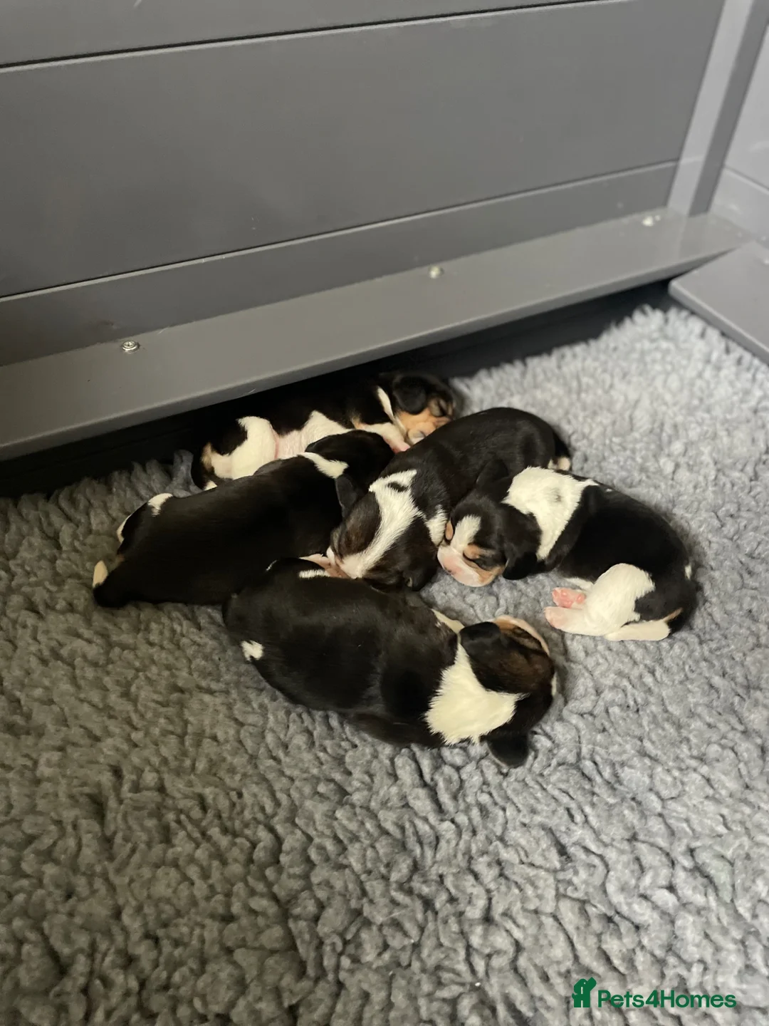 Beagle dogs for sale: Stunning KC beagles  - Advert 2