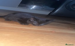 Mixed Breed cats for sale: 2x black female READY TO GO TODAY - Image 5