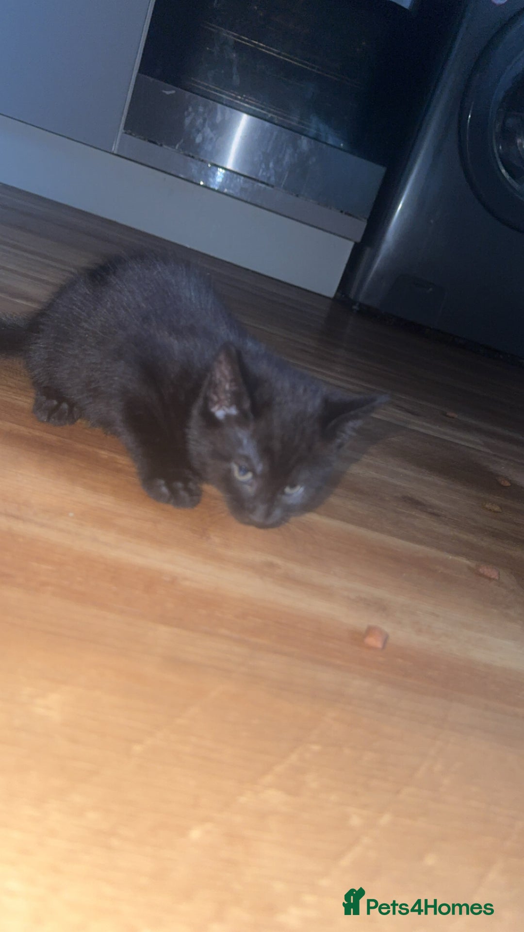 Mixed Breed cats for sale: 2x black female READY TO GO TODAY - Image 5