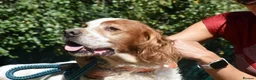 English Setter dogs for adoption: Kay   in Worthing - Advert 3