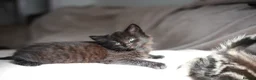 Mixed Breed cats for sale: ADORABLE KITTENS - Advert 7