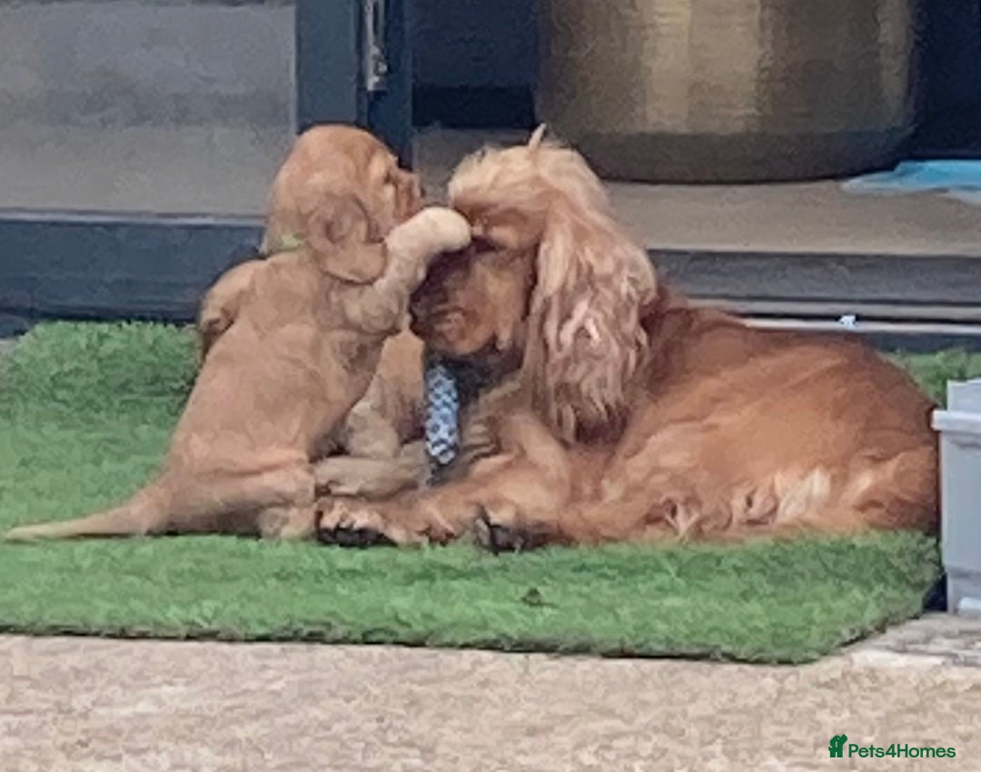 Cocker Spaniel dogs for sale: KC Show Cocker Spaniel Puppies - Due Sept  - Image 1