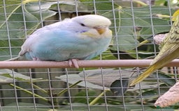 Budgerigars birds for sale: Young budgies, easily tamed - Image 14