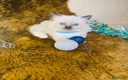 Ragdoll cats for sale: GCCF Pure Ragdoll Seal/Blue Point Lynx Mitted - Advert 7