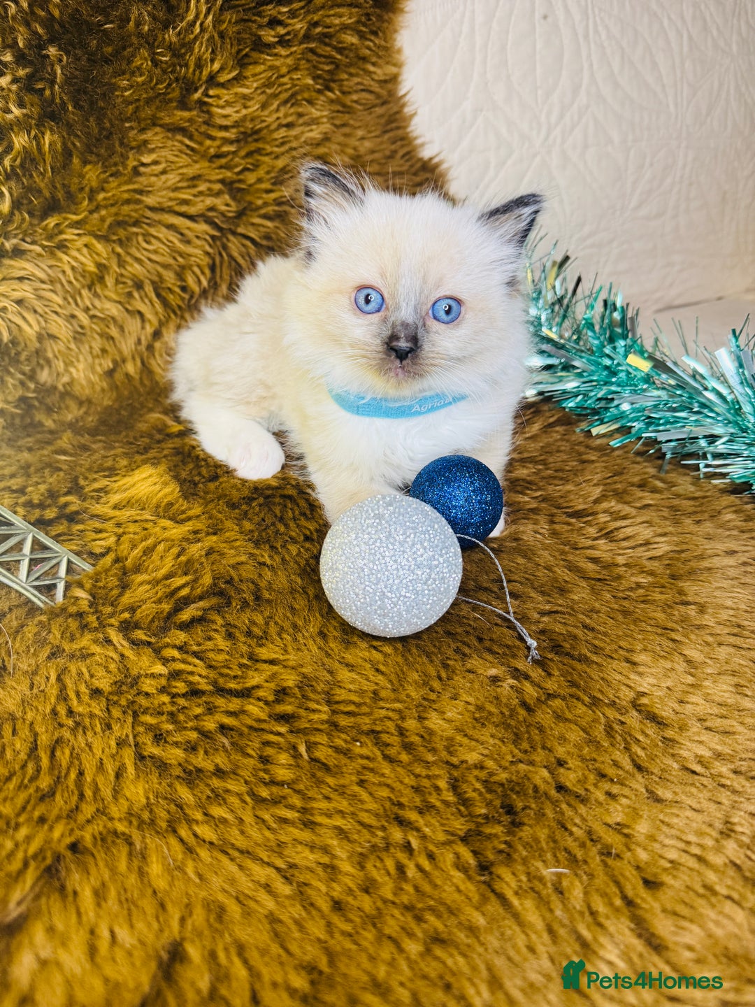 Ragdoll cats for sale: GCCF Pure Ragdoll Seal/Blue Point Lynx Mitted - Advert 7
