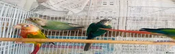 Conures birds for sale: Conures for sale  in Milton Keynes - Advert 2
