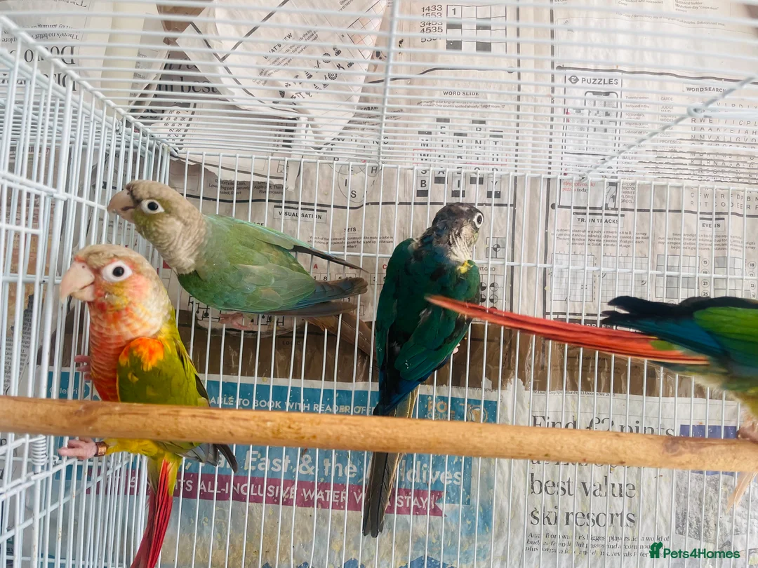 Conures birds for sale: Conures for sale  in Milton Keynes - Advert 2