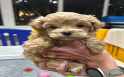 Maltipoo dogs for sale: Stunning F1 Maltipoo Baby Boy - Advert 5
