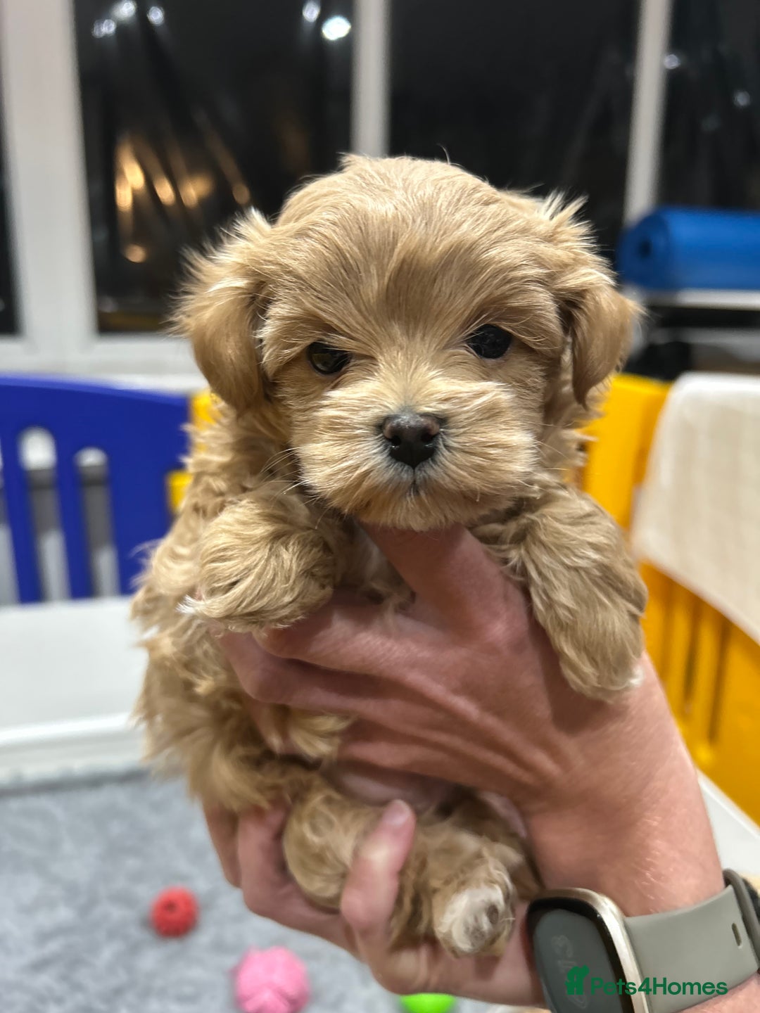 Maltipoo dogs for sale: Stunning F1 Maltipoo Baby Boy - Advert 5