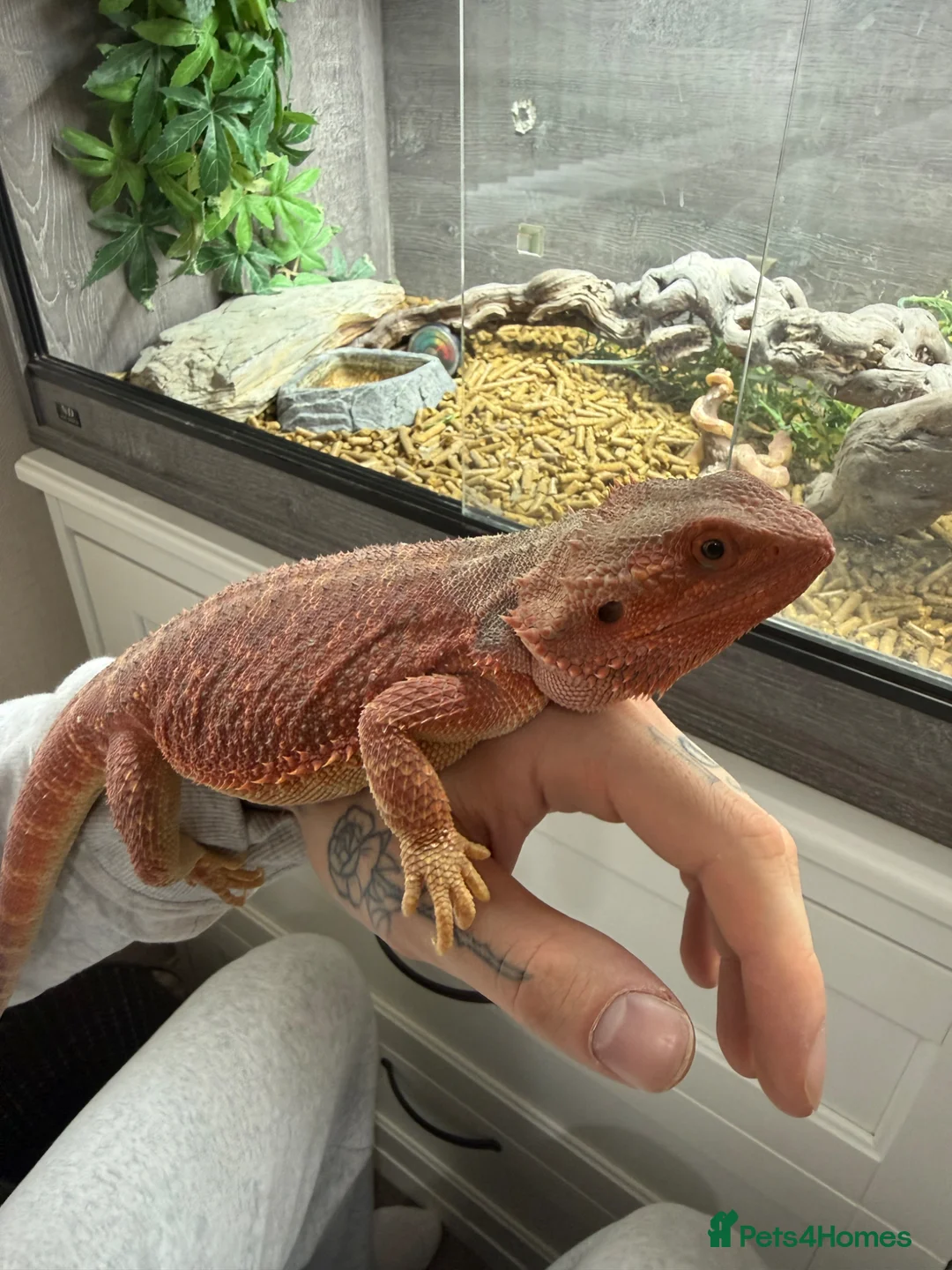 Bearded Dragon reptiles for sale: Pebbles the Beardy - Advert 13