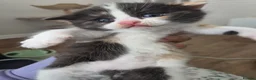 Mixed Breed cats for sale: 🐱 Bshxpersian cute kittens 🥰 - Advert 7