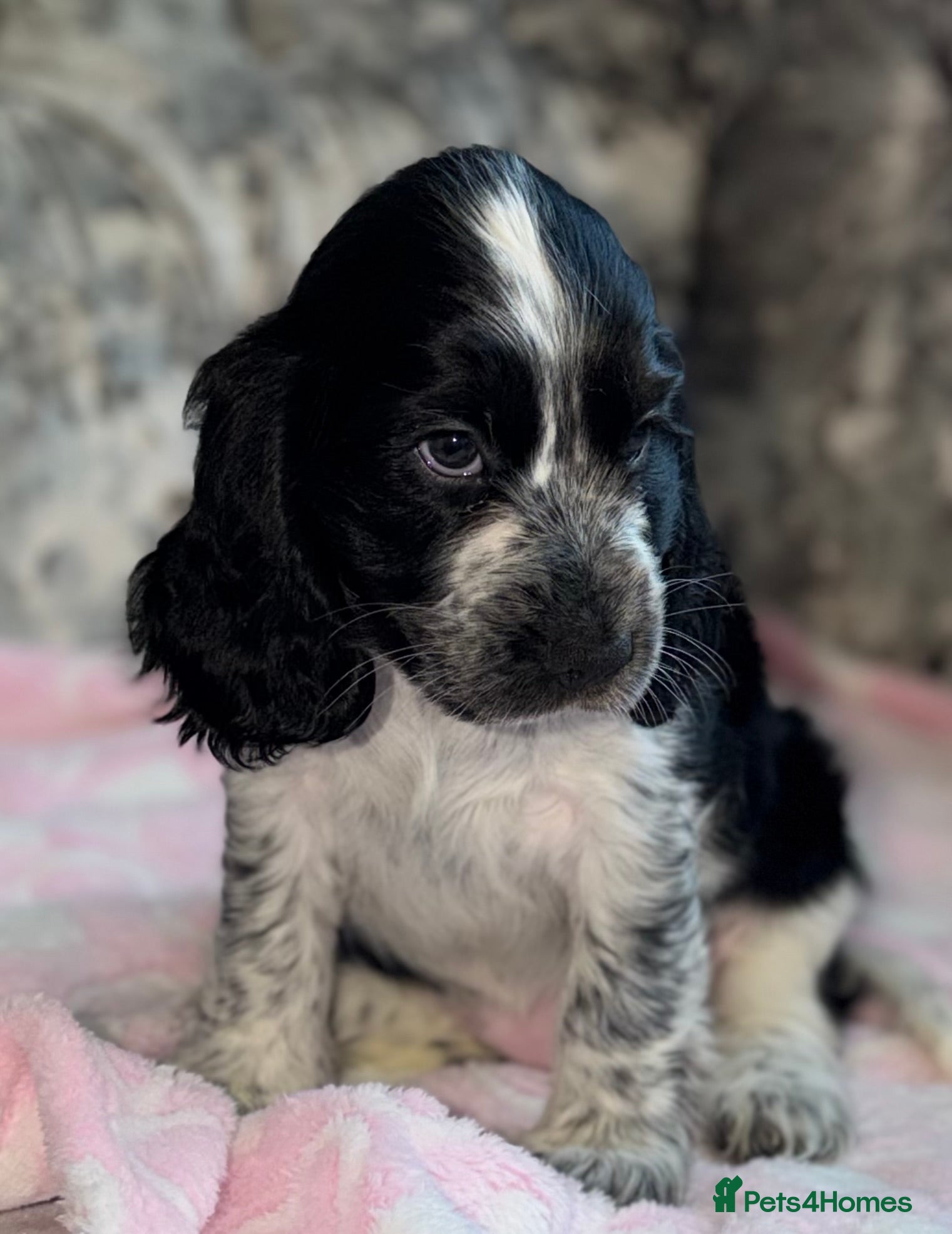 Cocker Spaniel dogs 🐾KC Show Cocker Spaniels 3 boys available 🐾 - Advert 2