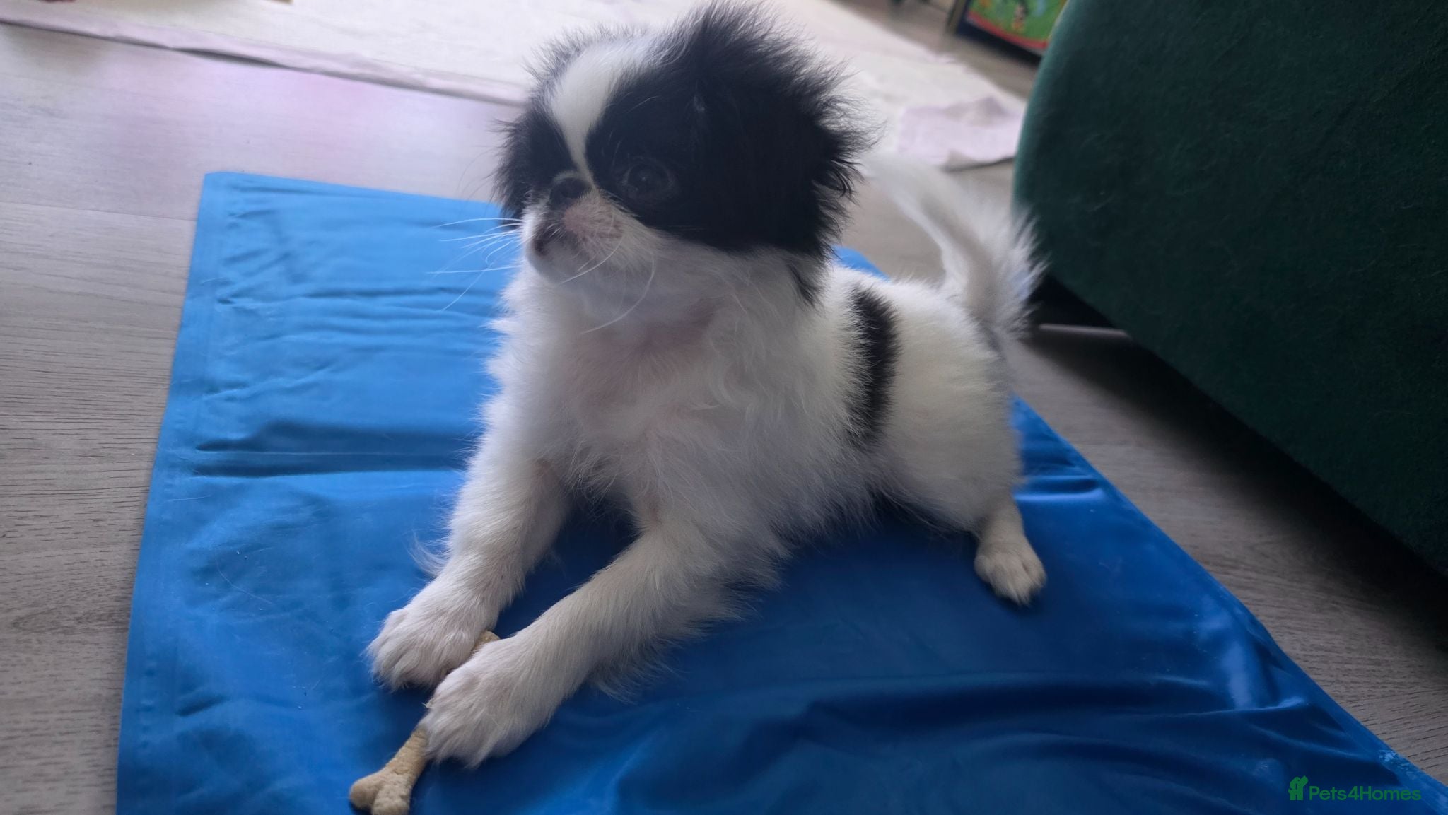 Japanese Chin dogs Beautiful Japanese Chin puppies - Advert 2
