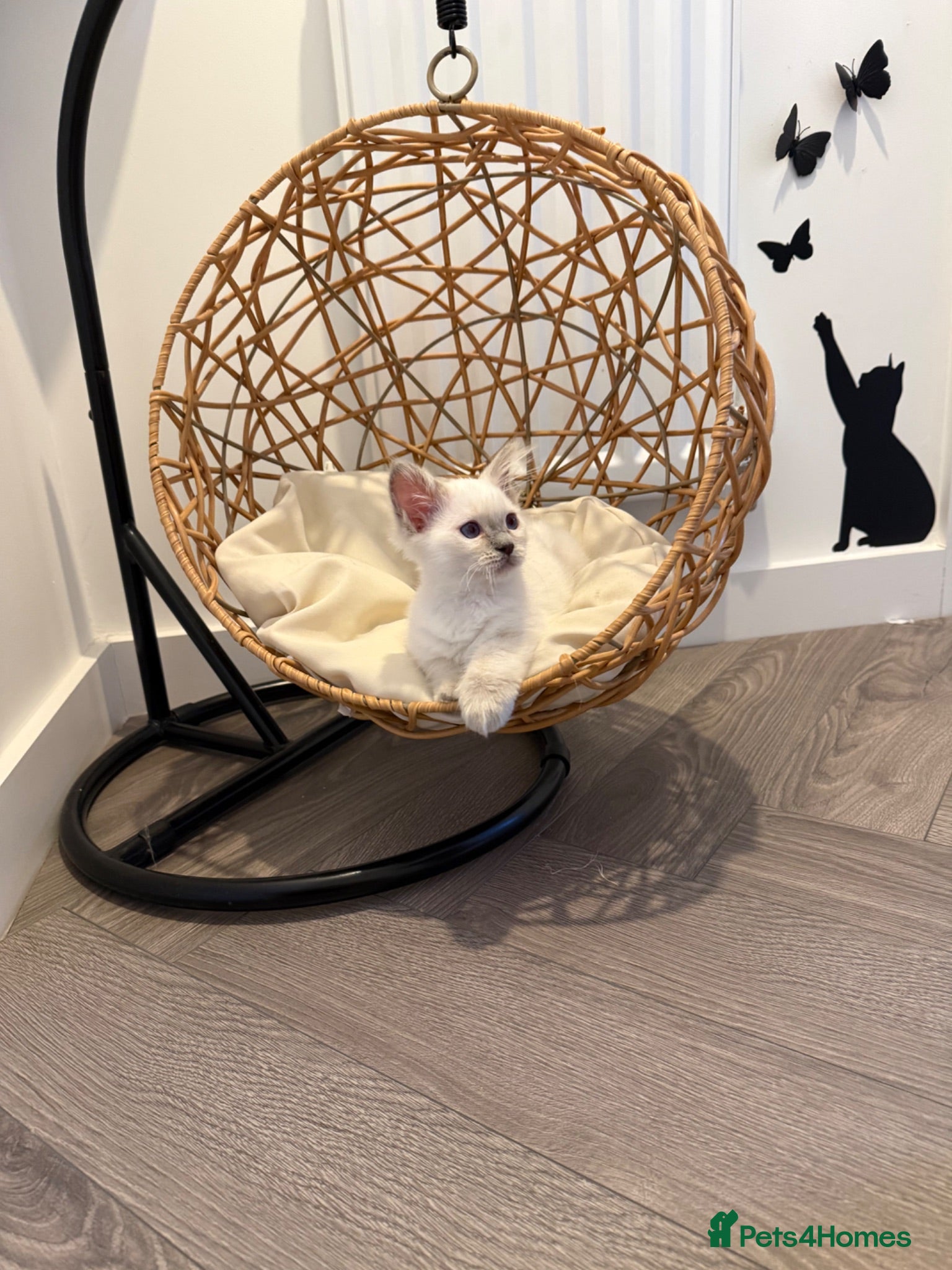 Ragdoll cats TICA REGISTERED RAGDOLL KITTENS  - Advert 8
