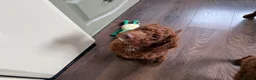 Irish Doodle dogs for sale: 🐾 Irish doodles 🐾 1 boy left  - Advert 16