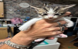 Bengal cats for sale: Bengal cross tabby kittens rare melanistic!!! - Image 10