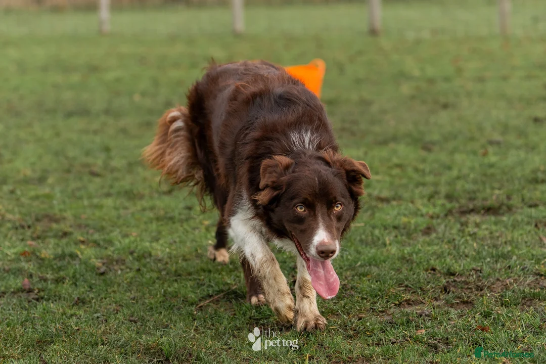 Border Collie dogs for stud: HEALTH TESTED DUEL KC/ISDS FOR STUD  - Advert 2
