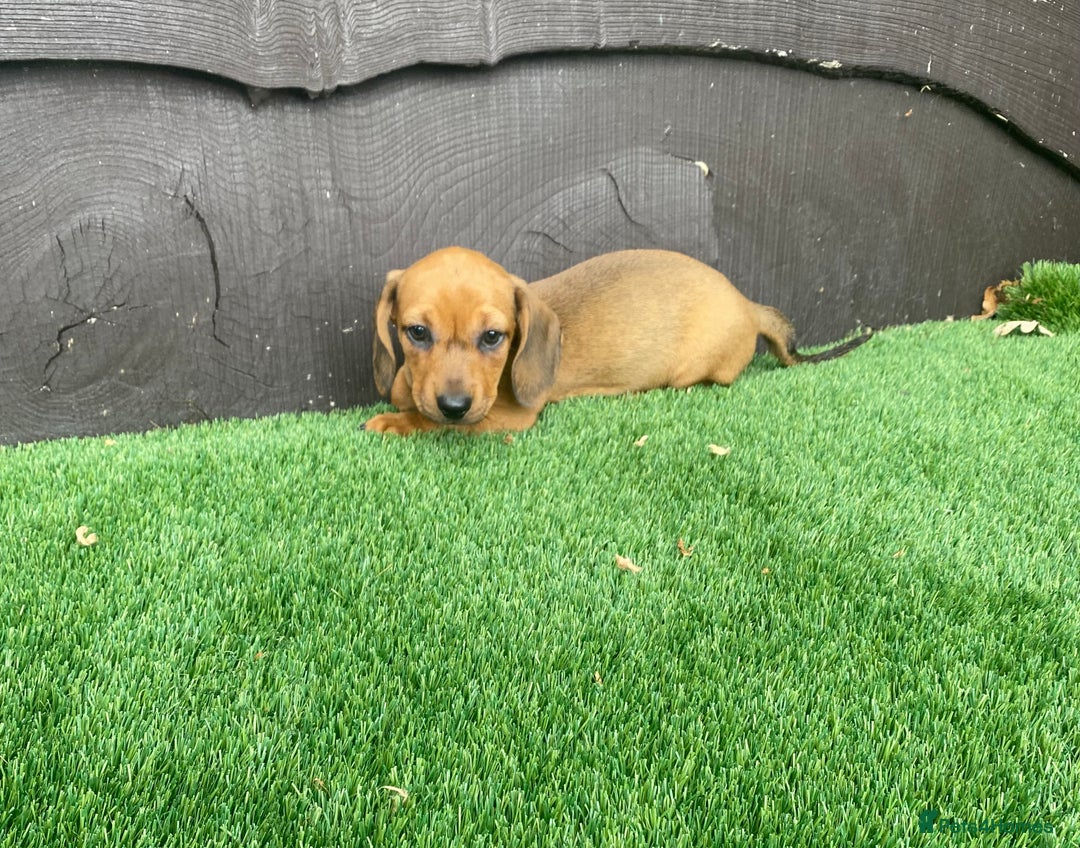 Miniature Dachshund dogs for sale: 4 adorable miniature dachshund puppies  - Image 11