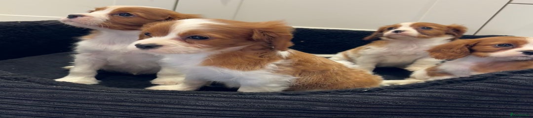 Cavalier King Charles Spaniel Puppy 1