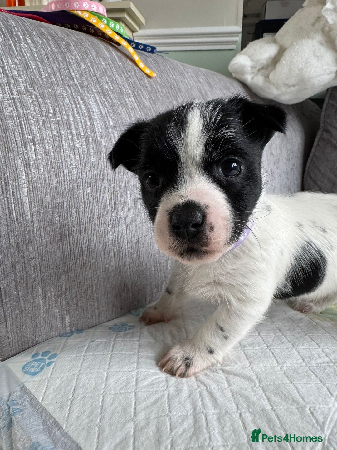 Mixed Breed dogs for sale: Cavalier King Charles Spaniel X Jack Russell - Advert 12