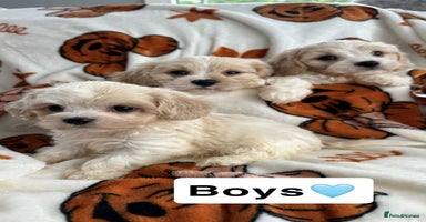 Cavachon dogs - Advert 2