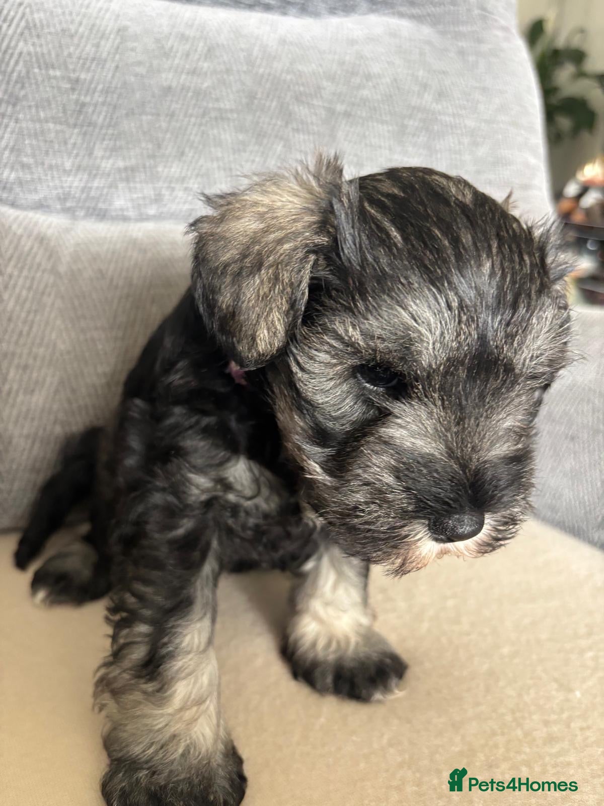 Miniature Schnauzer dogs for sale: Beautiful Miniature Schnauzers  - Advert 21
