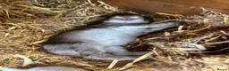 Continental Giant rabbits for sale: Continental giant rabbit Kits  - Advert 3