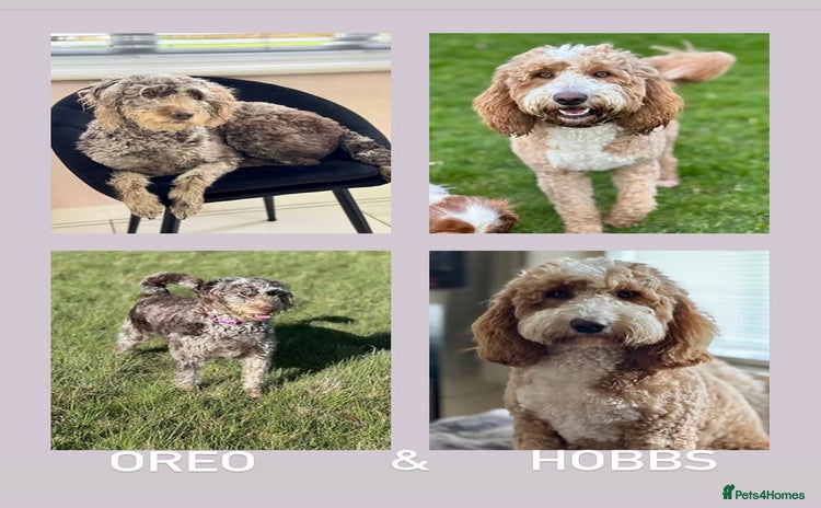 Australian Labradoodle dogs - Advert 2